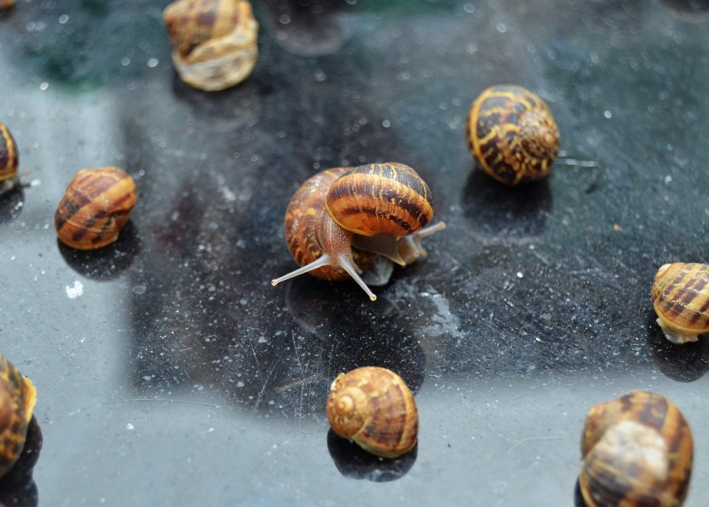 do guppies eat snails