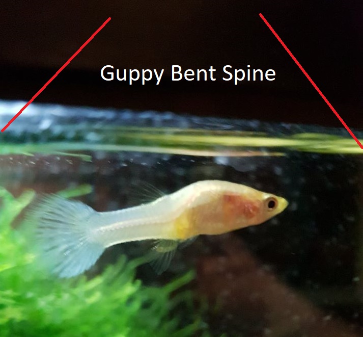 guppy bent spine