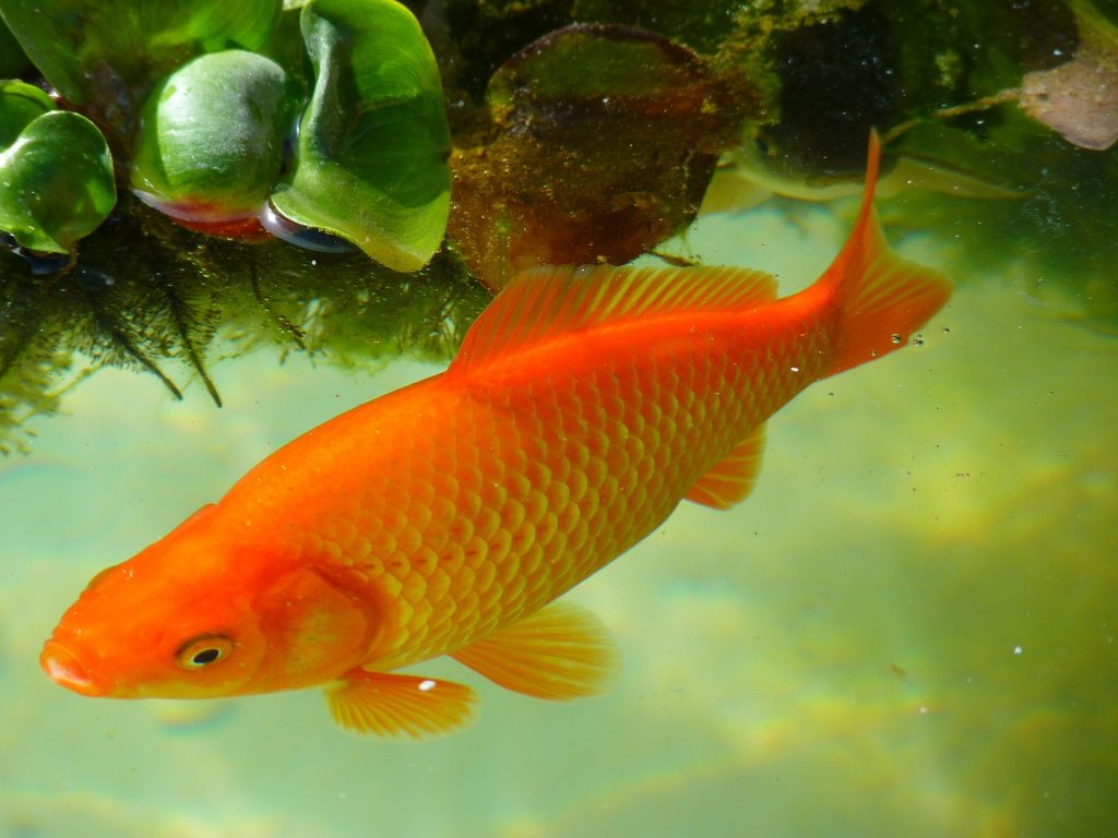goldfish with minnows
