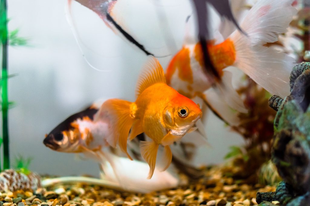 goldfish bite