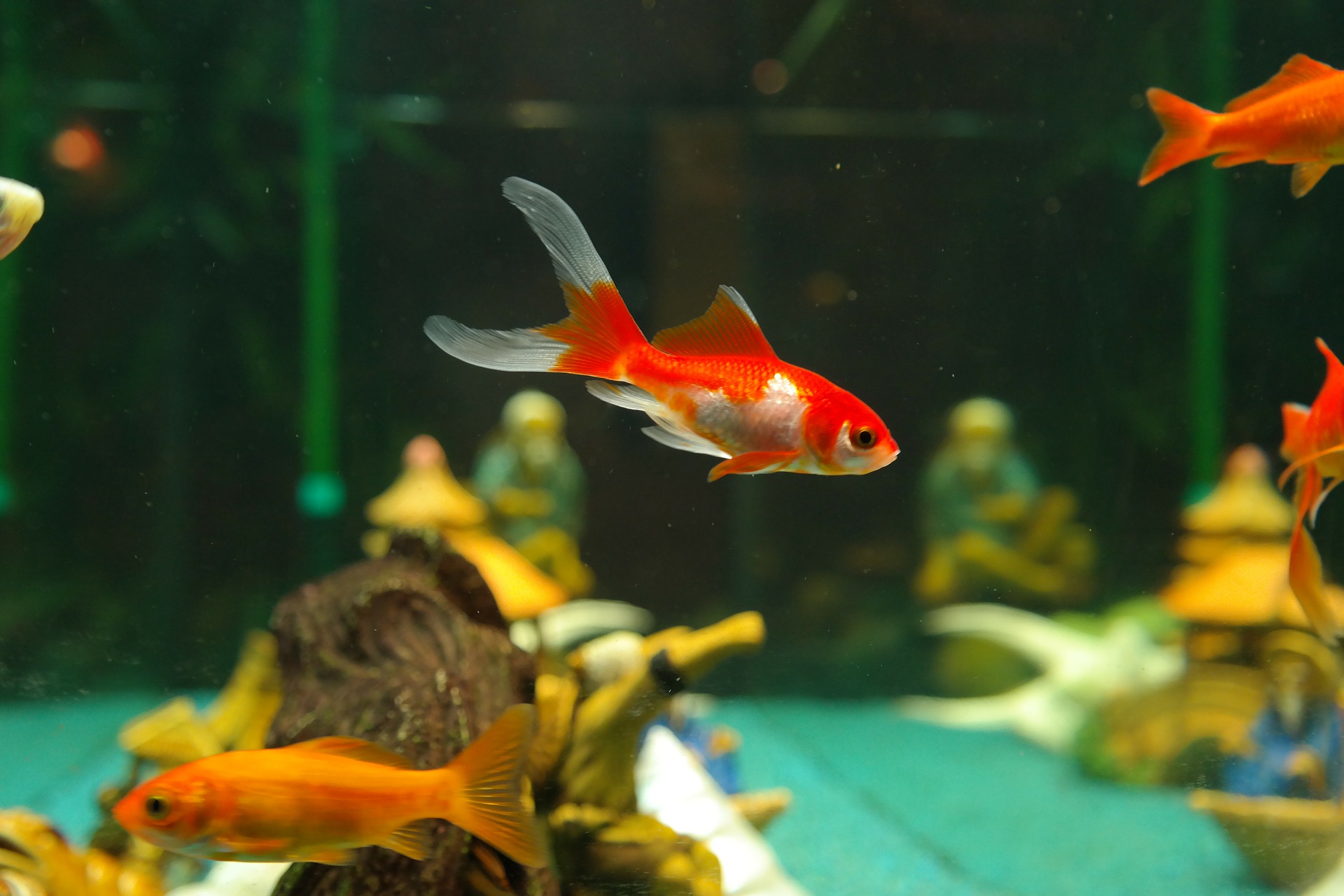 multiple goldfish live together