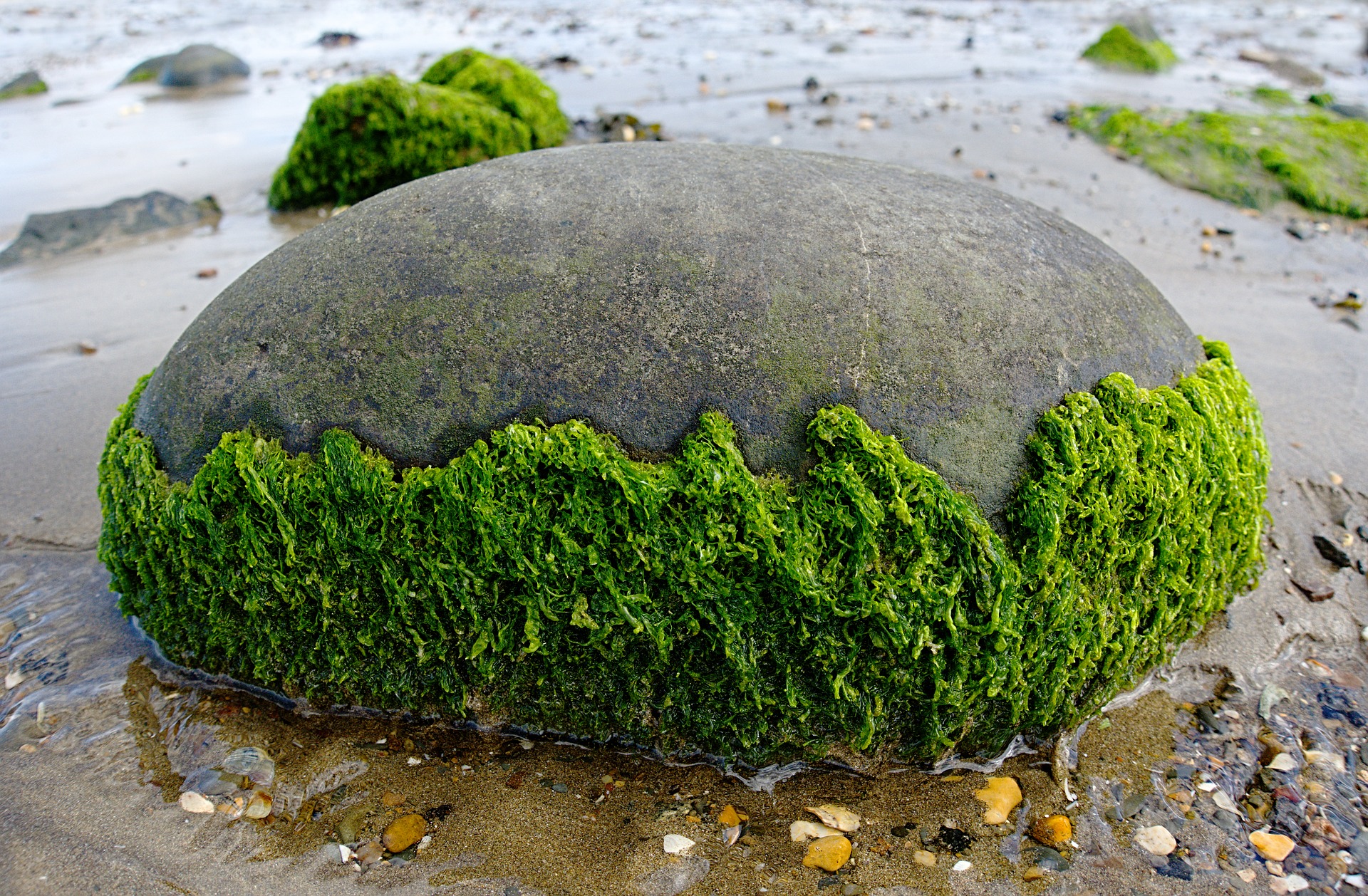 algae tetras