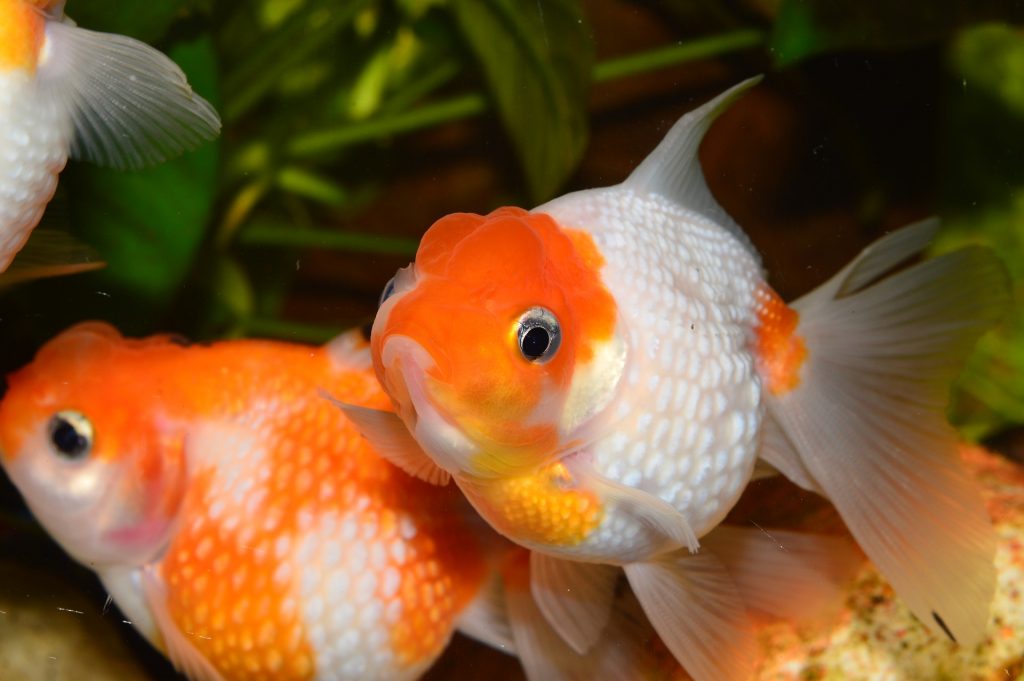two goldfish