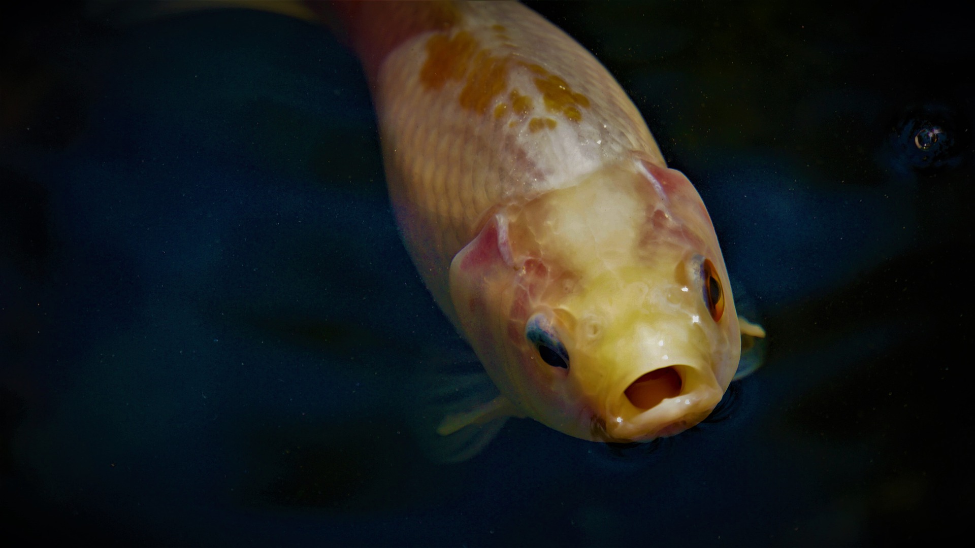 Can Goldfish Eat Tropical Fish Food? - Aquarium Fish Mag