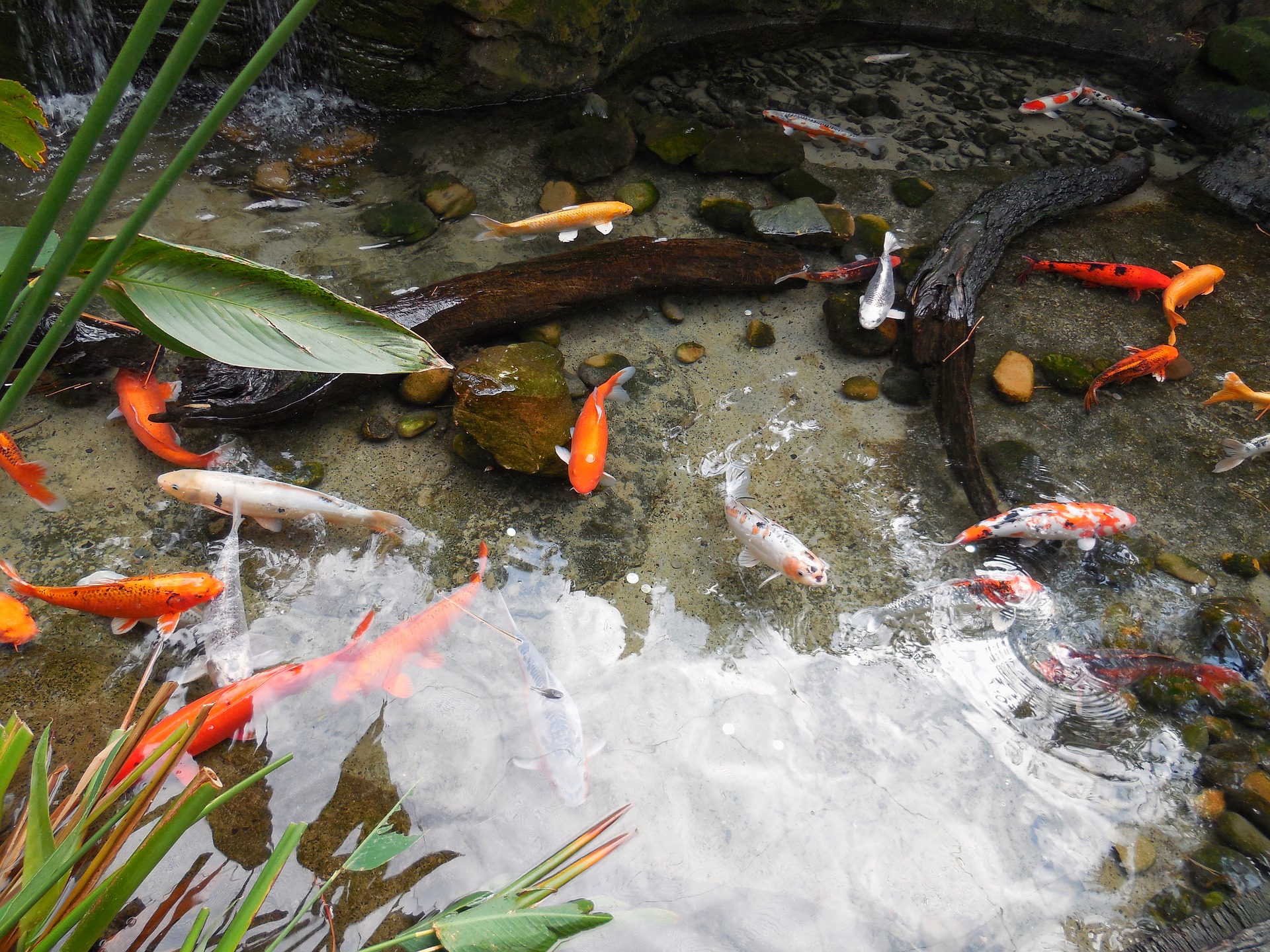 pond goldfish