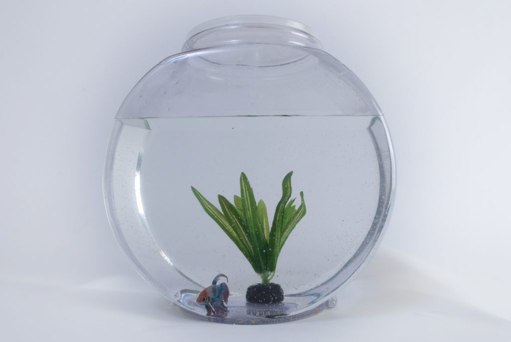 fishbowl guppies