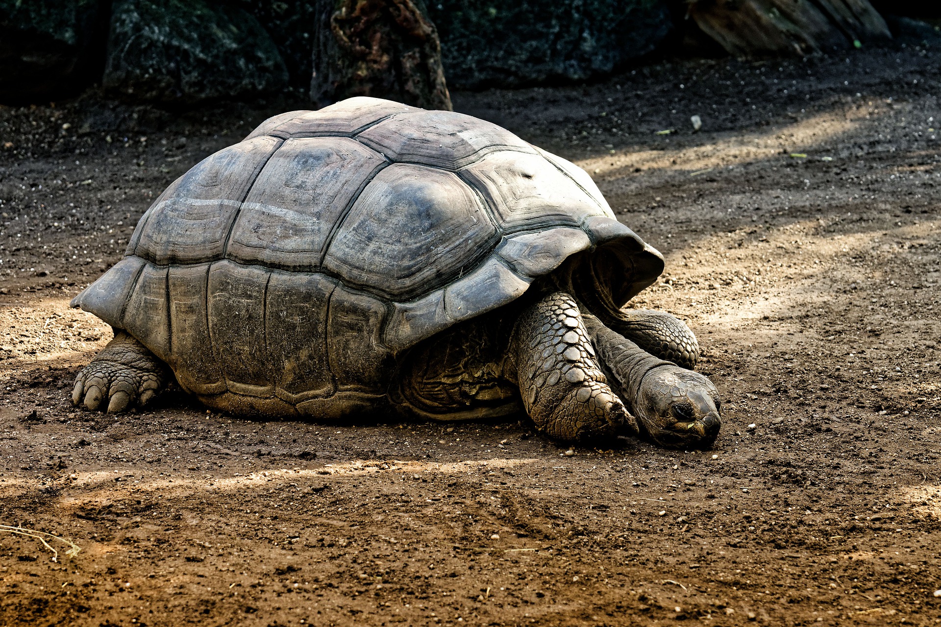tortoise wiggle butt