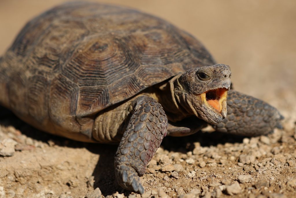 turtles yawning