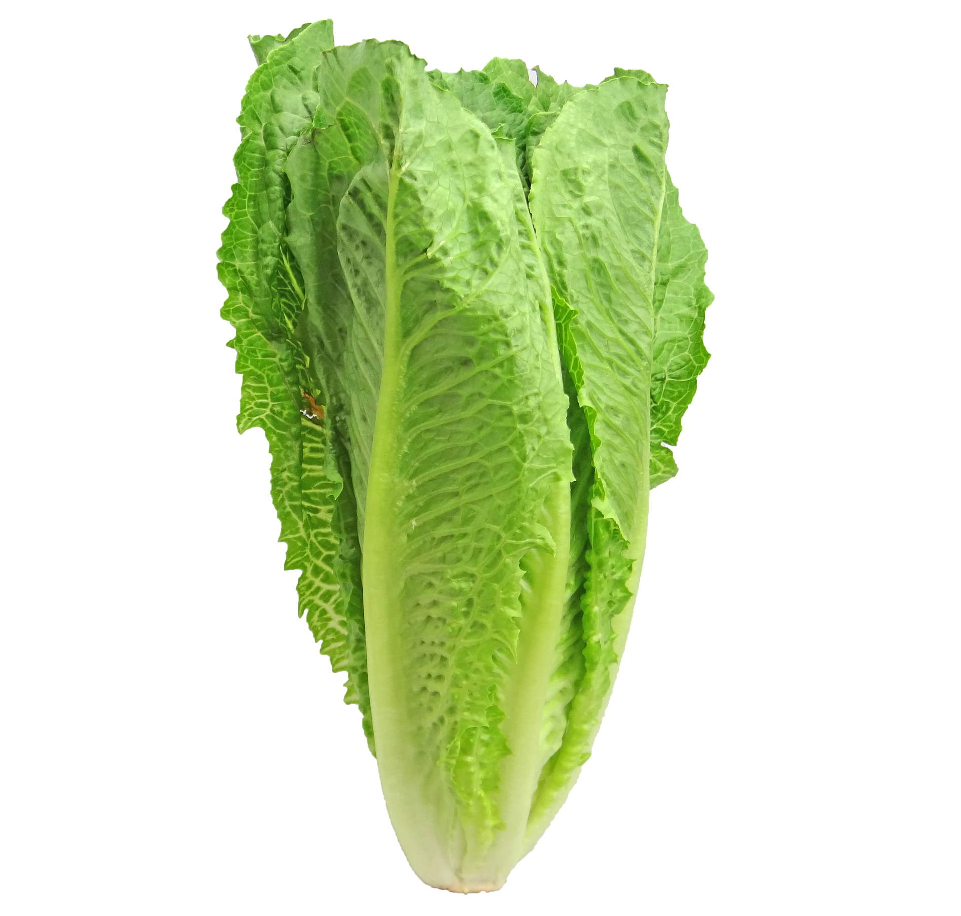 pleco lettuce
