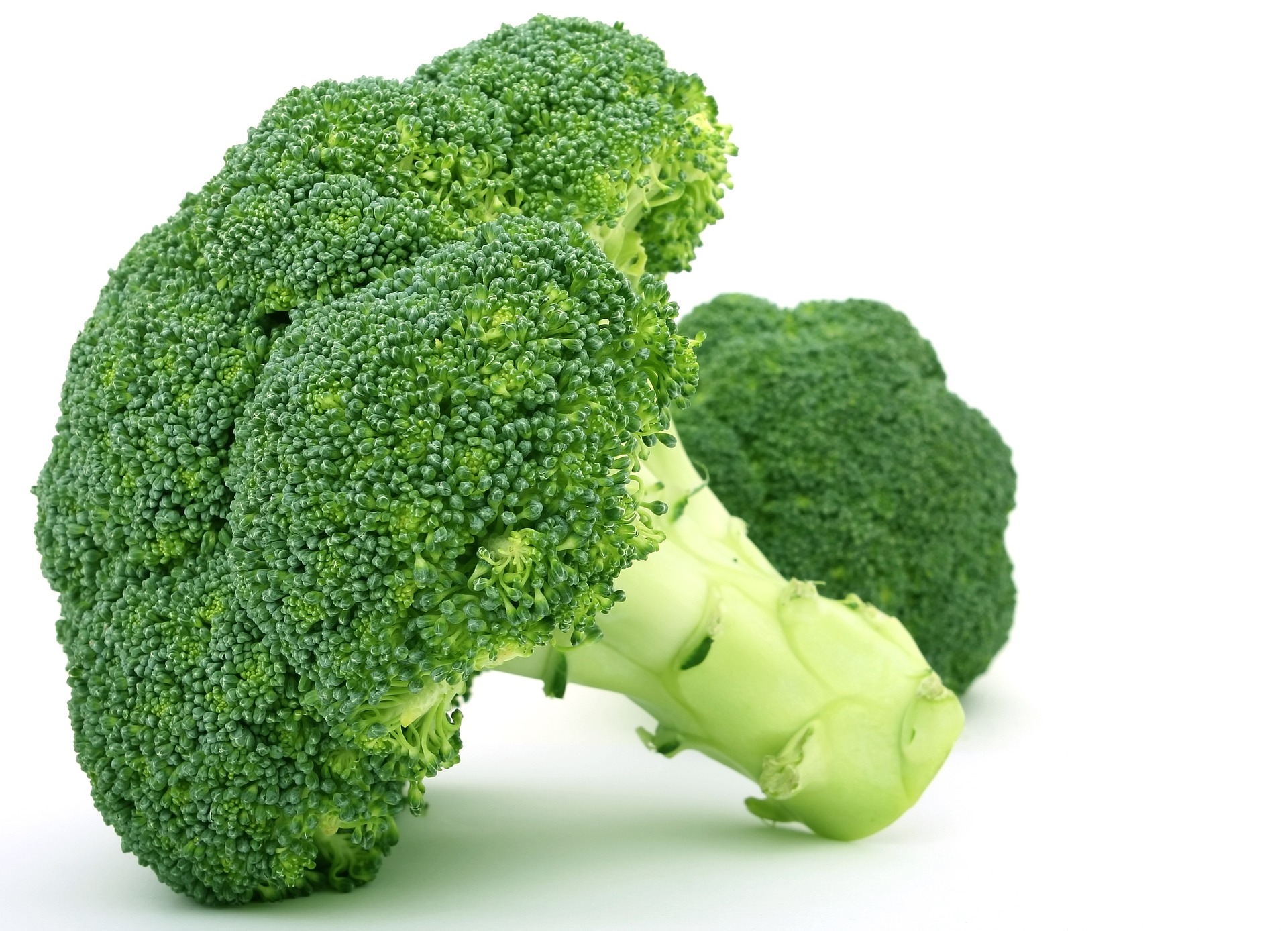 plecos broccoli