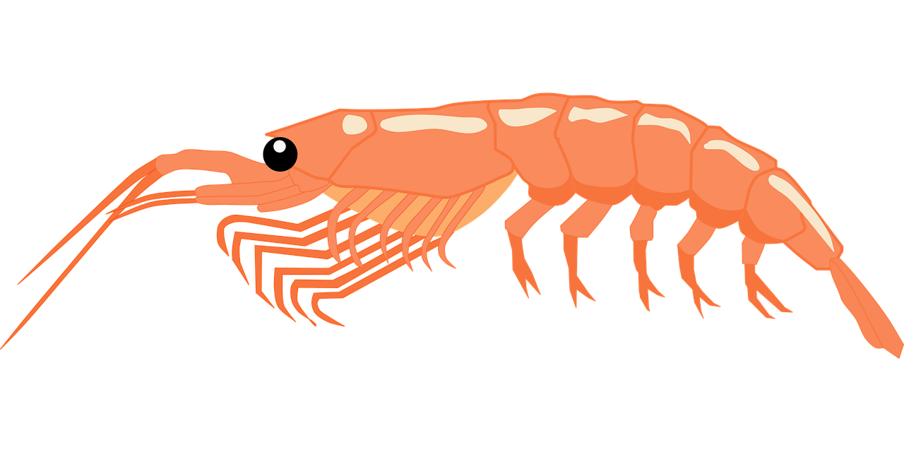 shrimp and plecos
