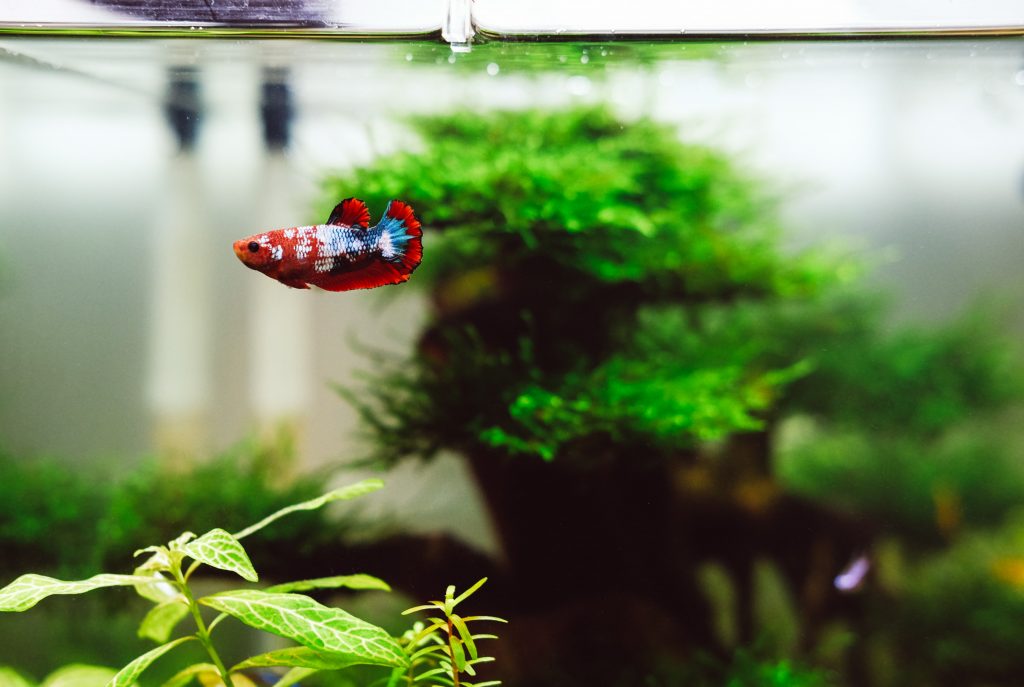 guppy eat plants