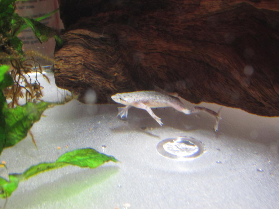 african dwarf frog guppies