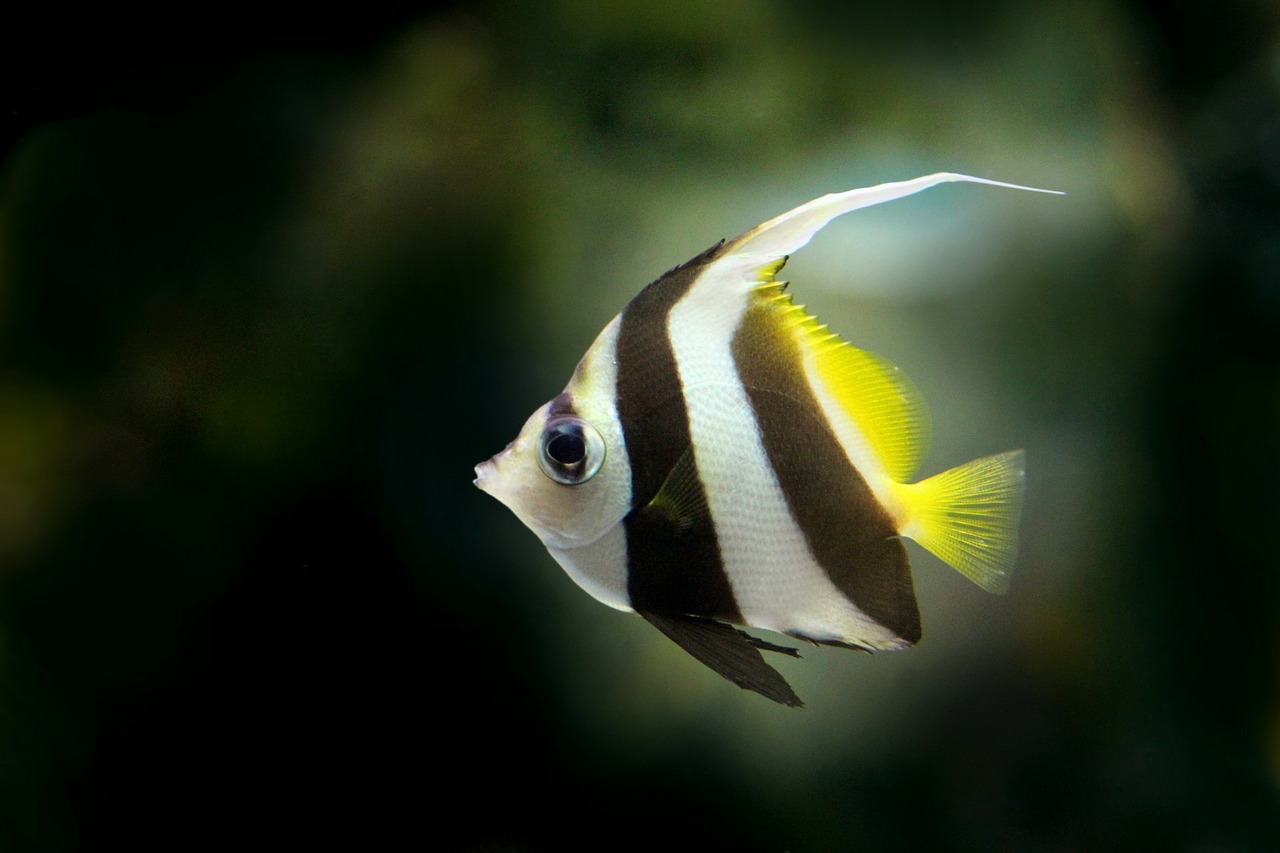 angelfish eat guppy fry