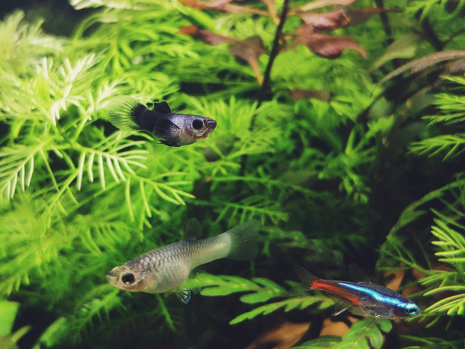 Why Are My Guppies Fighting? Aquarium Fish Mag