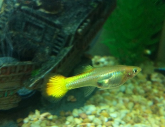 guppies giving birth