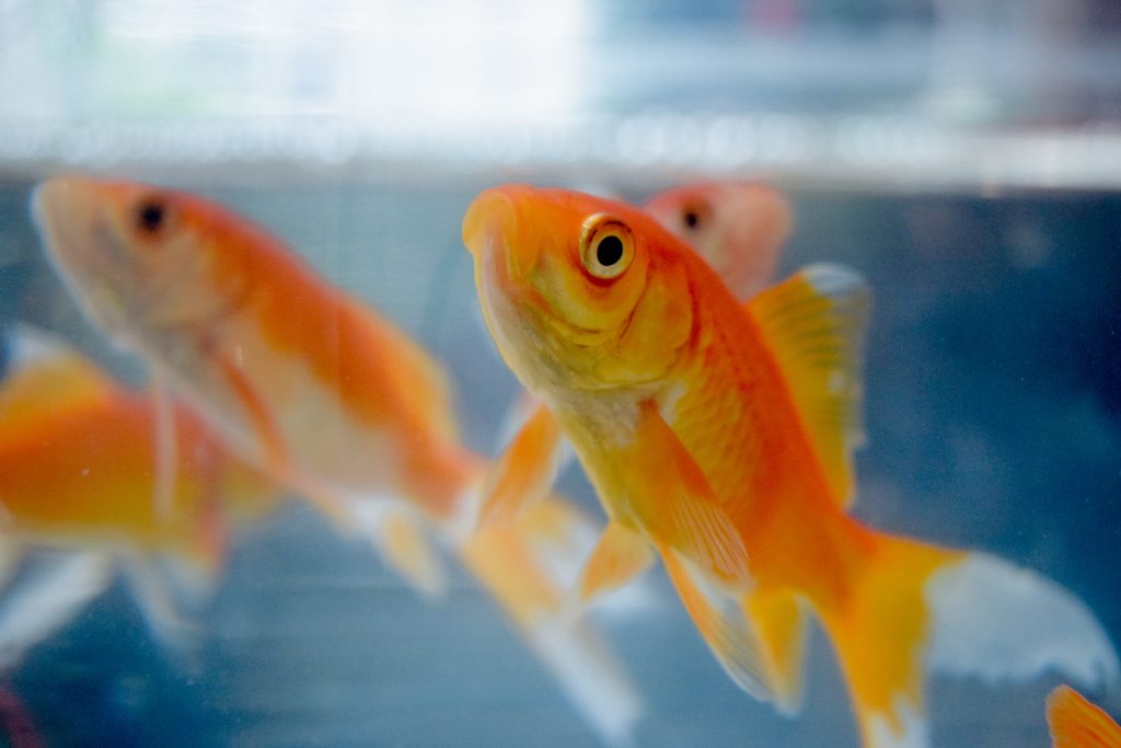 goldfish drowning