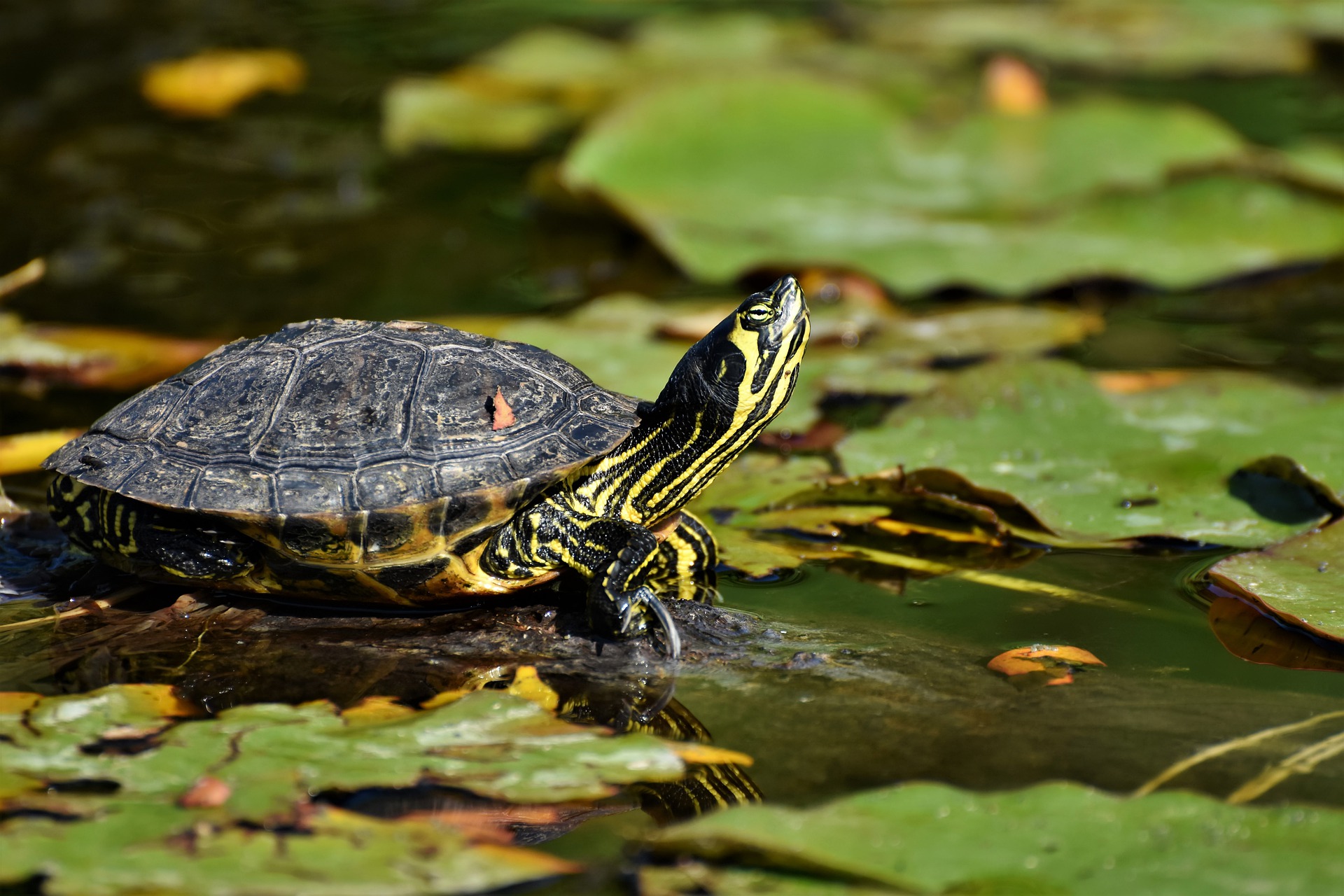 do-turtles-get-lonely-or-bored-aquarium-fish-mag