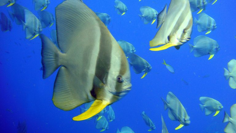 Can Goldfish And Angelfish Live Together? - Aquarium Fish Mag