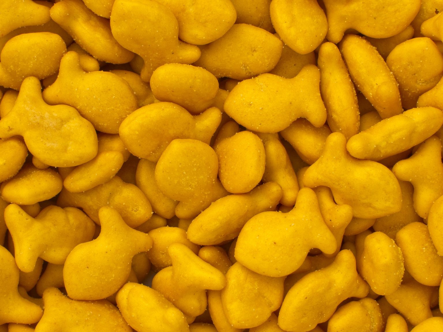 Can Goldfish Eat Crackers? Aquarium Fish Mag