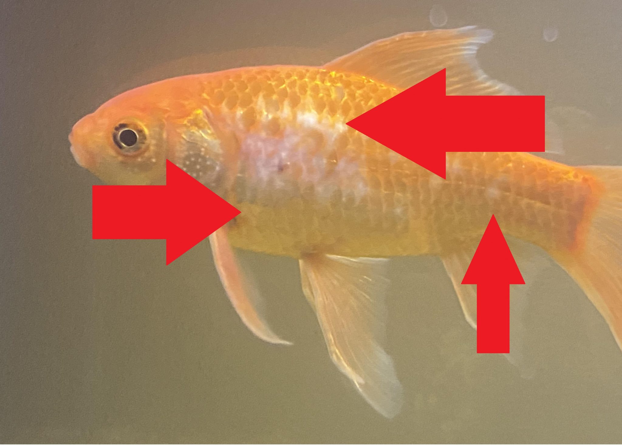 Do Goldfish Regrow Scales? - Aquarium Fish Mag