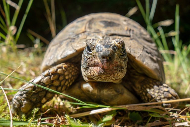 Do Land Turtles Drink Water? - Aquarium Fish Mag