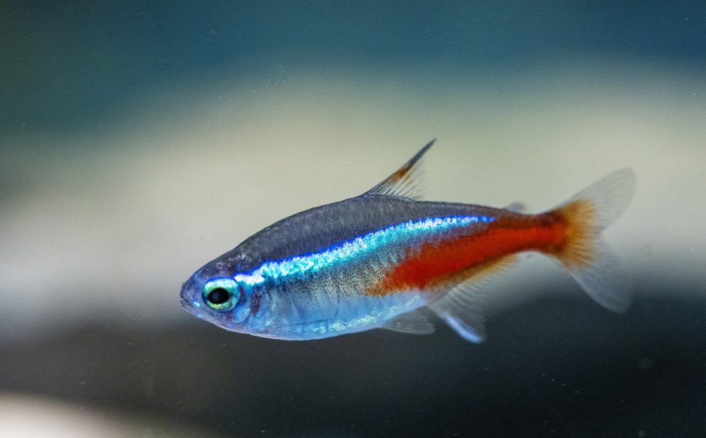 neon tetra