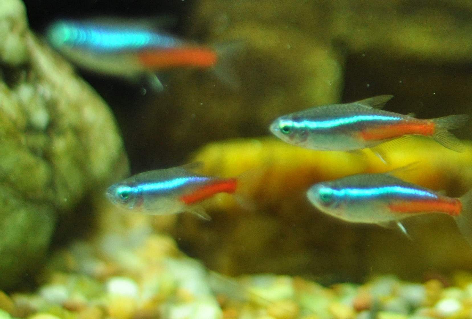 neon tetras bloodworms