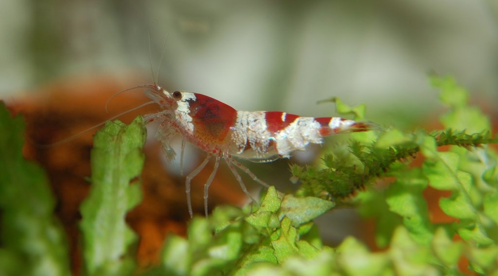 shrimp and neon tetras