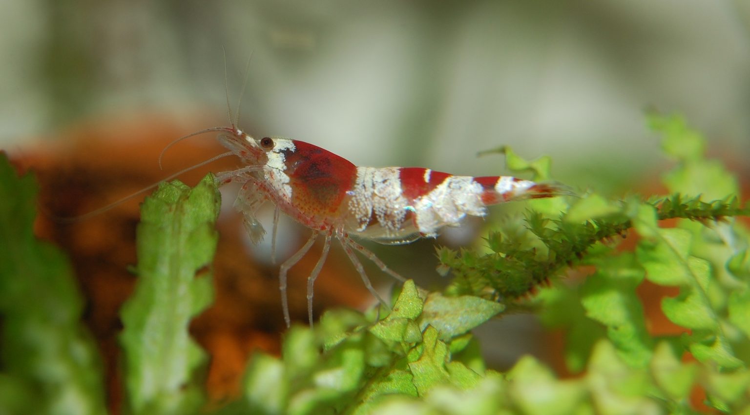 Do Tetras Eat Shrimp? Can Tetras and Shrimp Live Together? - Aquarium