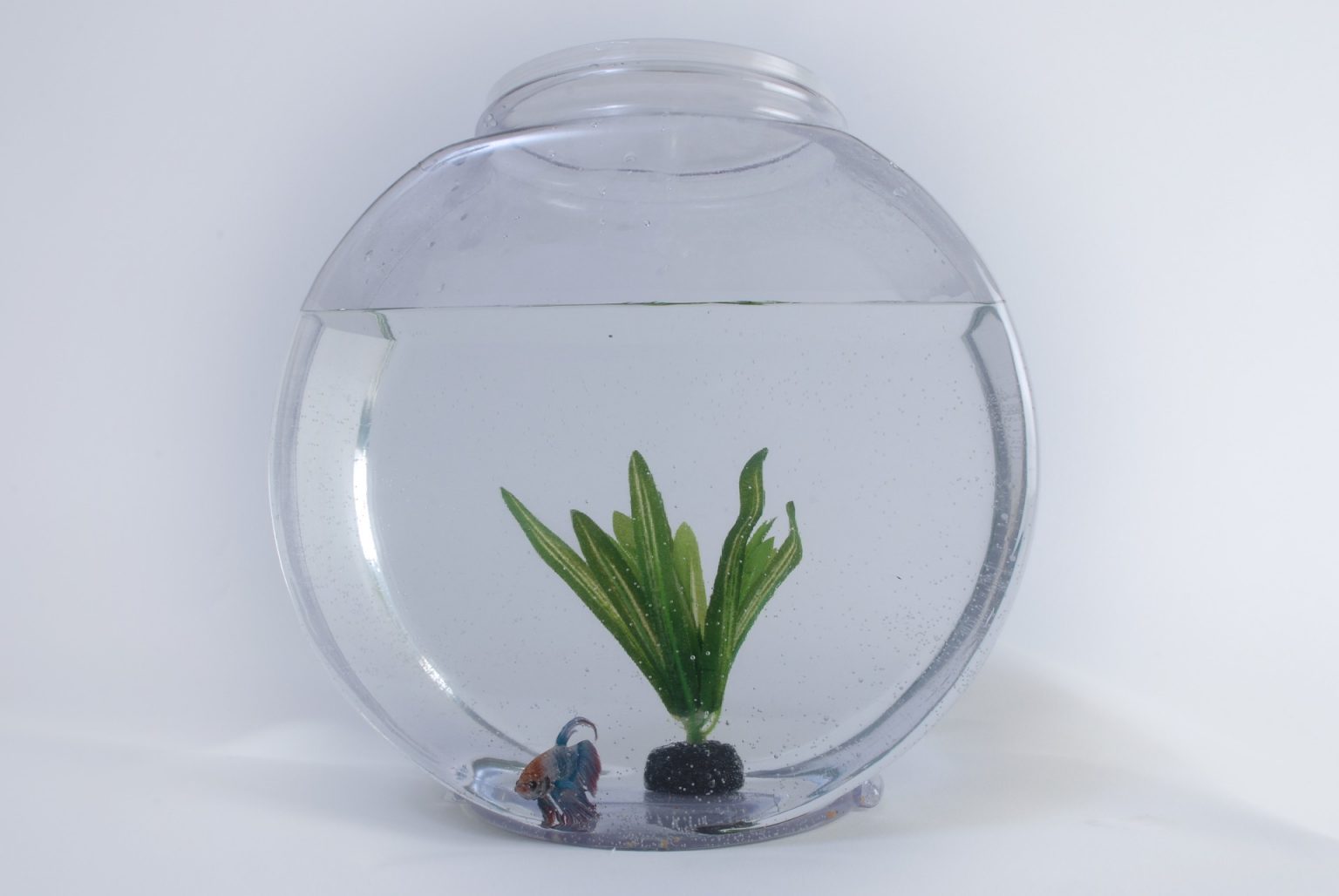 Can Guppies Live In A Bowl? (Yes, but it's a bad idea...) - Aquarium