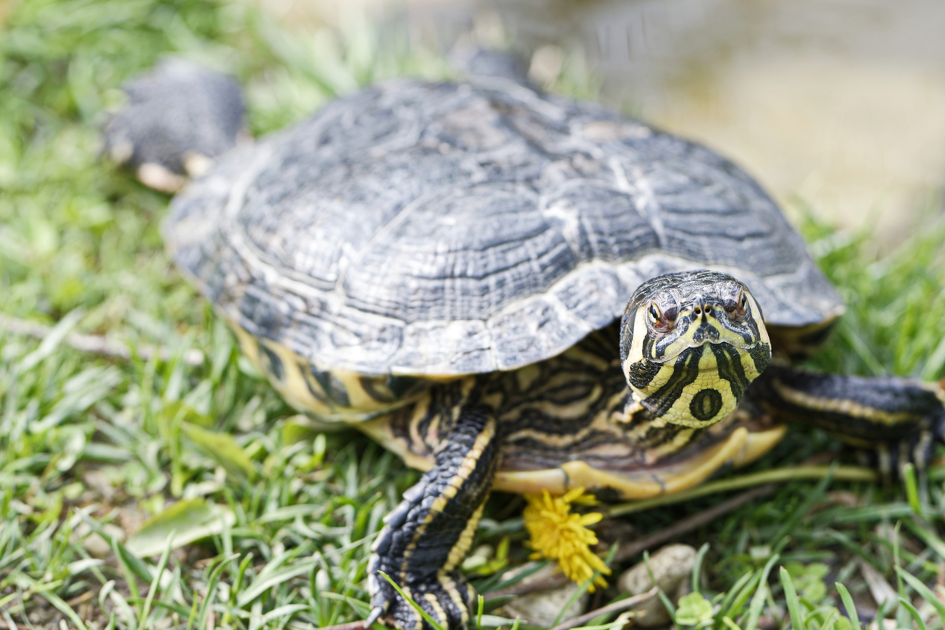 do-turtles-eat-grass-aquarium-fish-mag