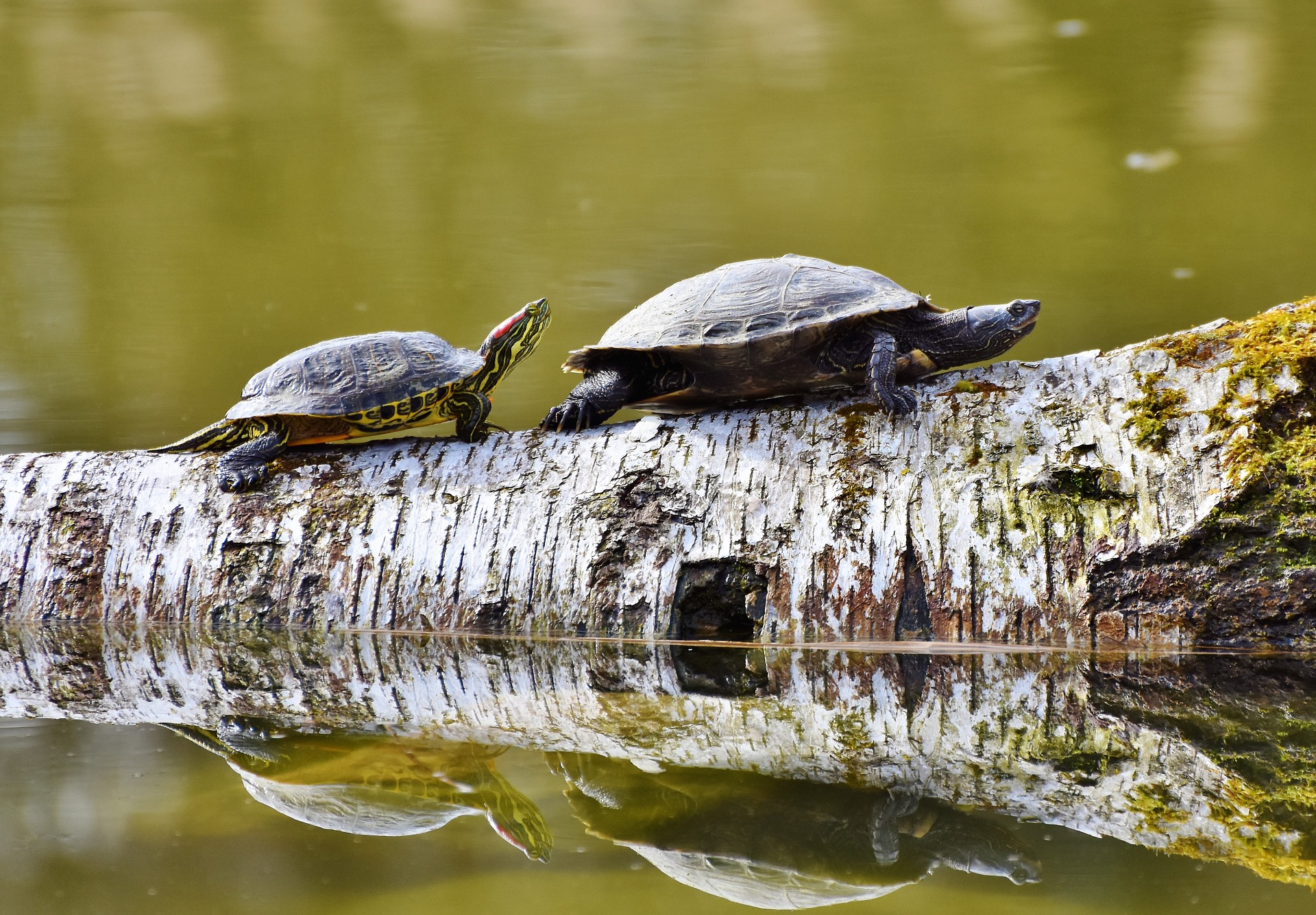 turtles run