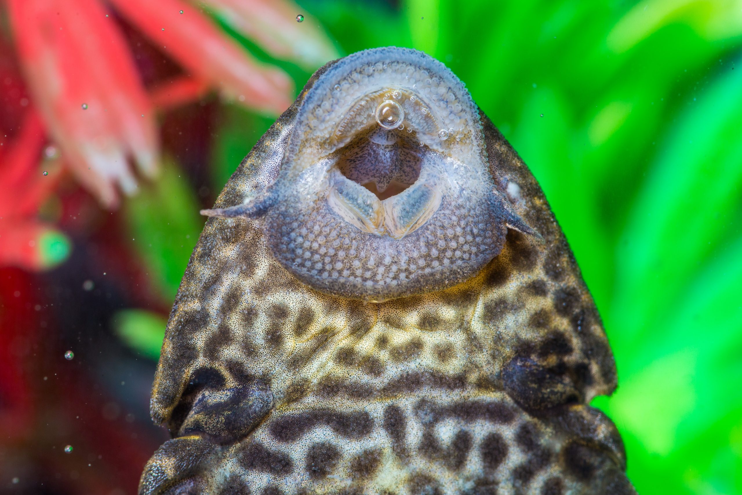 pleco white patches