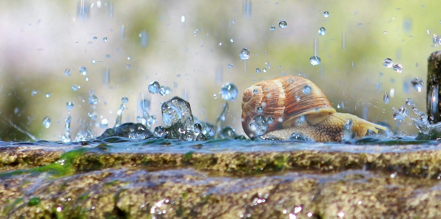 Does Aquarium Salt Kill Snails? (Why It's Bad) Aquarium Fish Mag